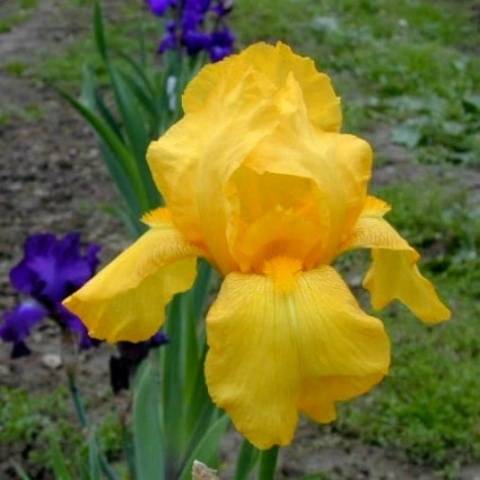 When to transplant irises in the fall