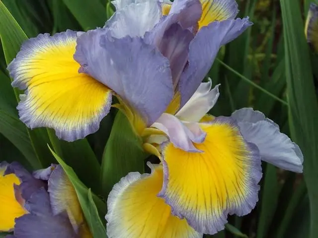 When to transplant irises in the fall