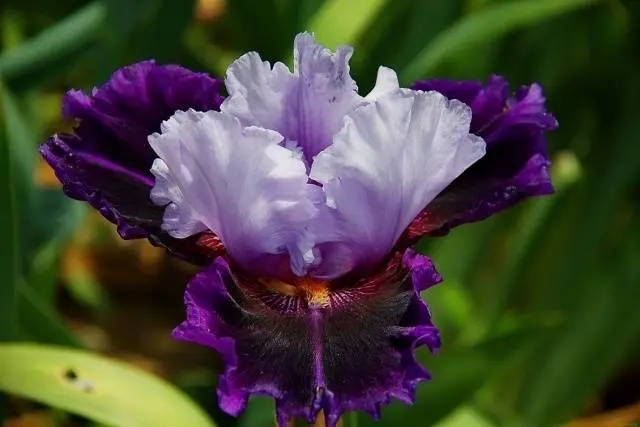 When to transplant irises in the fall