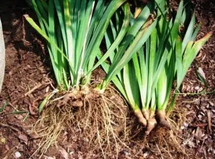 When to transplant irises in the fall