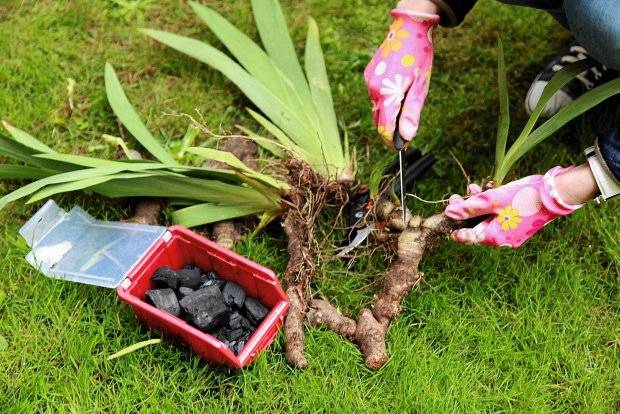 When to transplant irises in the fall