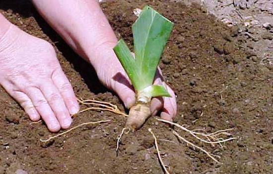 When to transplant irises in the fall