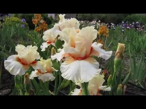 When to transplant irises in the fall