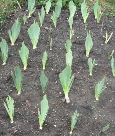 When to transplant irises in the fall