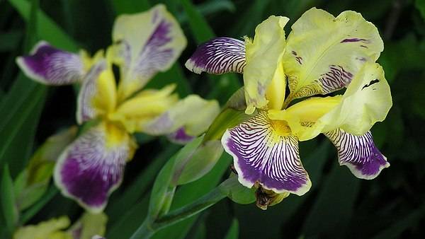 When to transplant irises in the fall