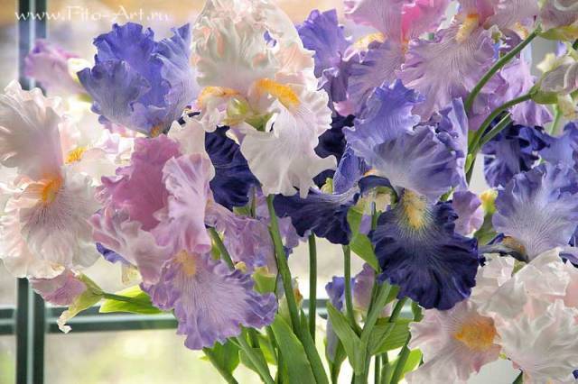 When to transplant irises in the fall