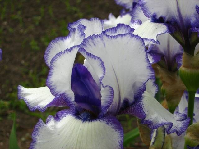 When to transplant irises in the fall