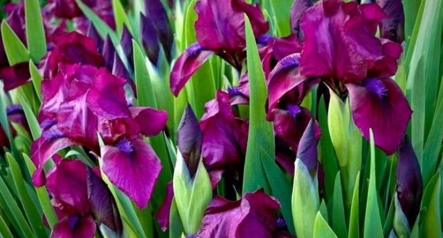 When to transplant irises in the fall