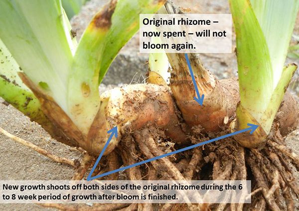 When to transplant irises in the fall