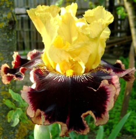 When to transplant irises in the fall