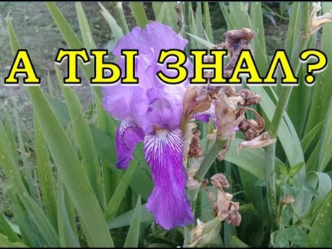 When to transplant irises in the fall