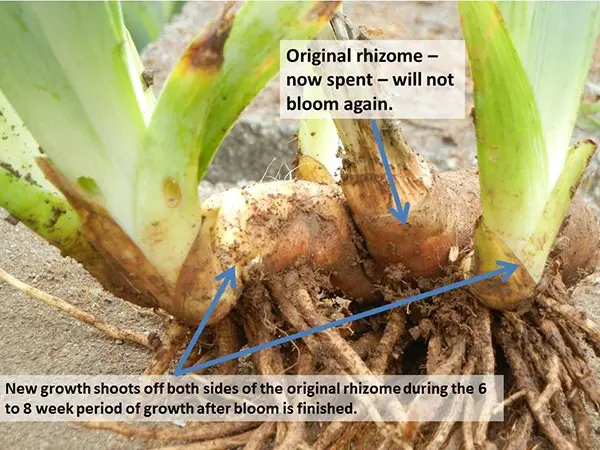 When to transplant irises in the fall