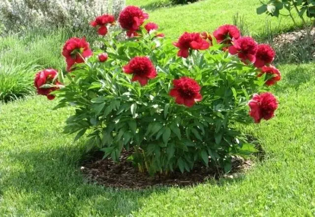 When to transplant peonies in spring or autumn 