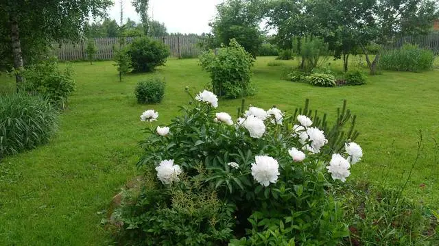 When to transplant peonies in spring or autumn 