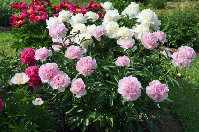 When to transplant peonies in spring or autumn 