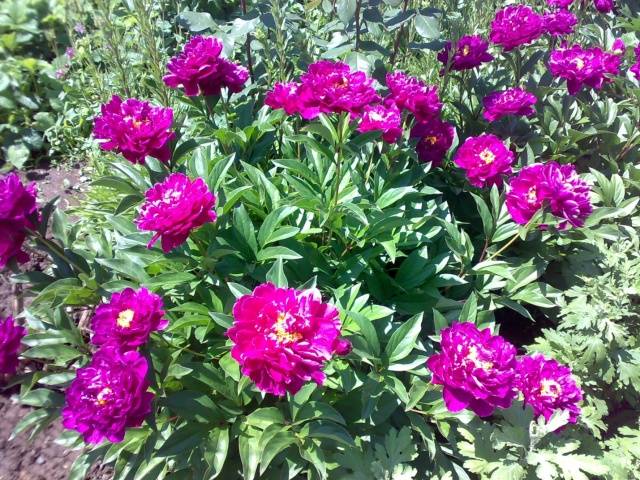 When to transplant peonies in spring or autumn 