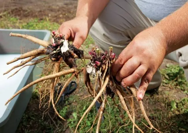 When to transplant peonies in spring or autumn 