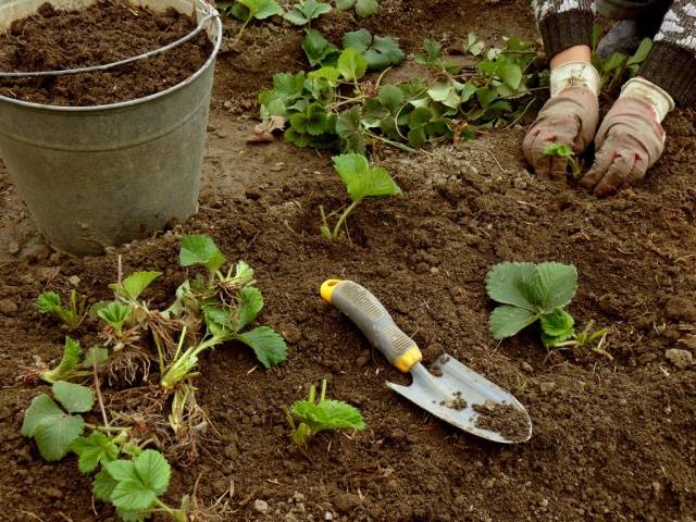 When to transplant strawberries in the fall 