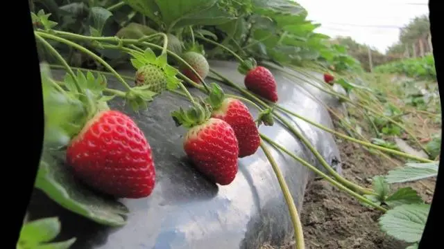 When to transplant strawberries in the fall 