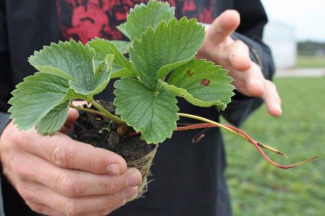 When to transplant strawberries in the fall 