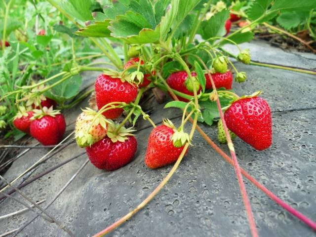 When to transplant strawberries in the fall 