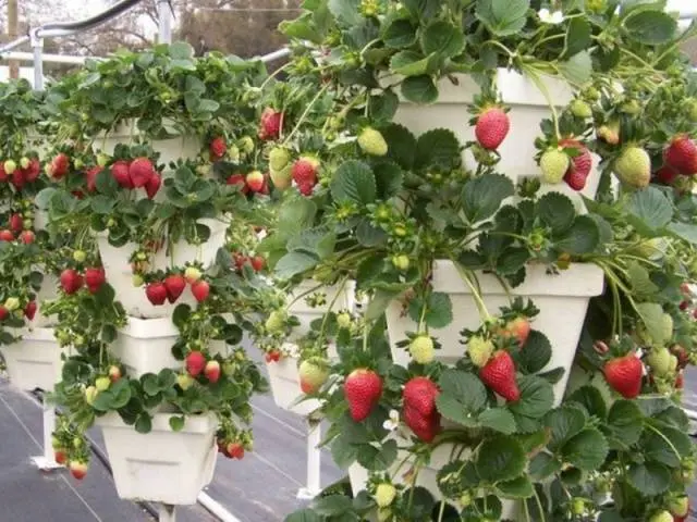 When to transplant strawberries in the fall 