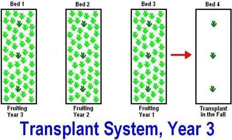 When to transplant strawberries in the fall 