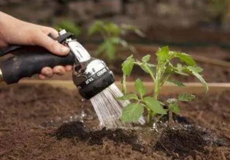 When to water tomatoes after planting in the ground and greenhouse