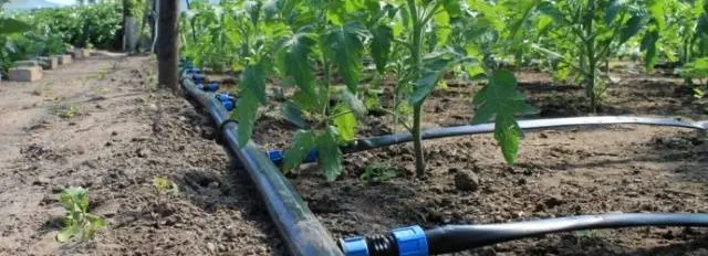 When to water tomatoes after planting in the ground and greenhouse