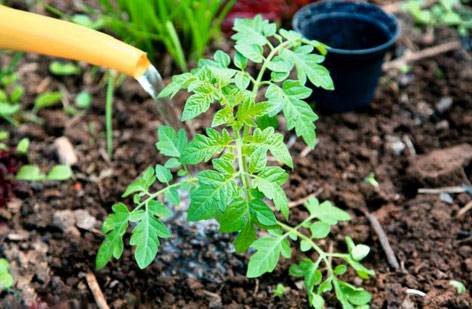 When to water tomatoes after planting in the ground and greenhouse