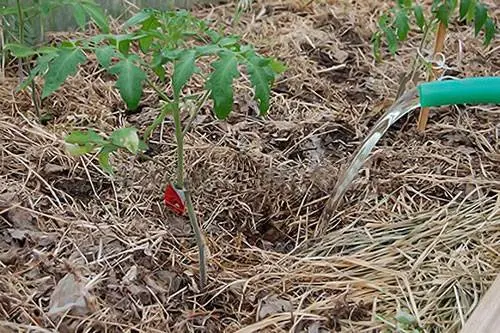 When to water tomatoes after planting in the ground and greenhouse