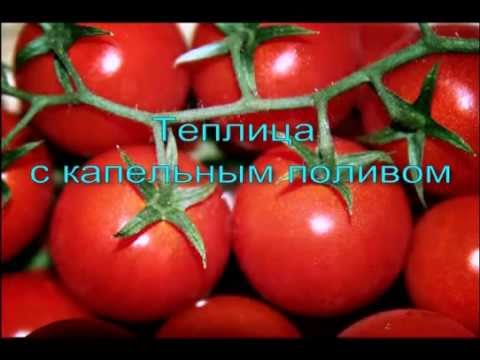 When to water tomatoes after planting in the ground and greenhouse