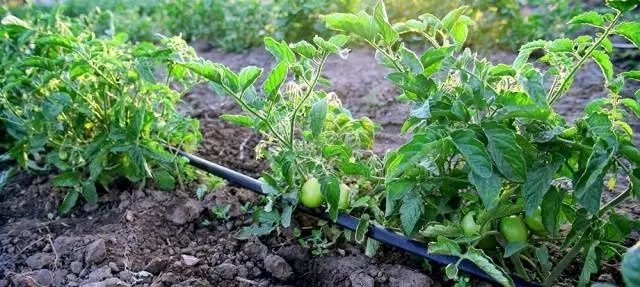 When to water tomatoes after planting in the ground and greenhouse