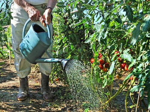 When to water tomatoes after planting in the ground and greenhouse