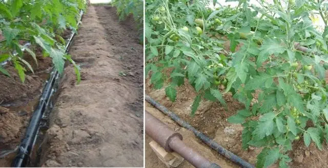 When to water tomatoes after planting in the ground and greenhouse