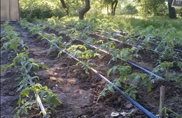 When to water tomatoes after planting in the ground and greenhouse