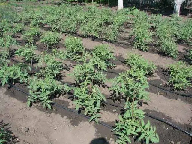 When to water tomatoes after planting in the ground and greenhouse