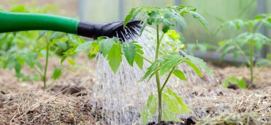 When to water tomatoes after planting in the ground and greenhouse