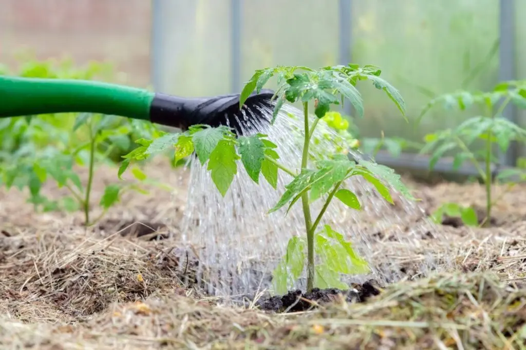 When to water tomatoes after planting in the ground and greenhouse