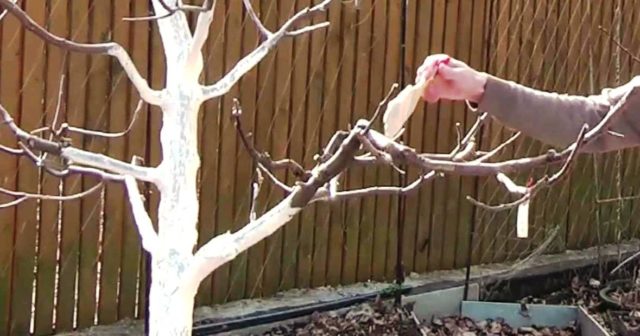 When to whitewash fruit tree trunks