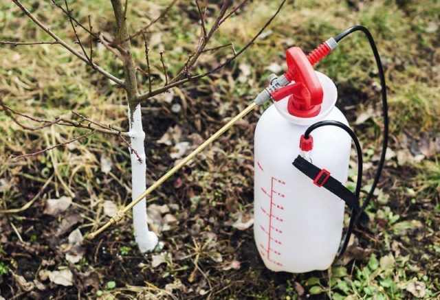 When to whitewash fruit tree trunks