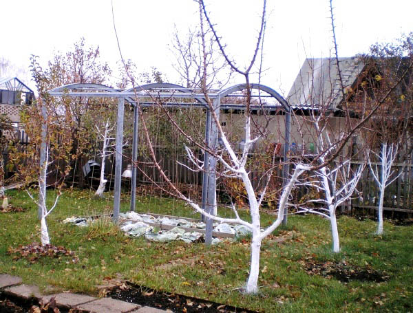 When to whitewash fruit tree trunks