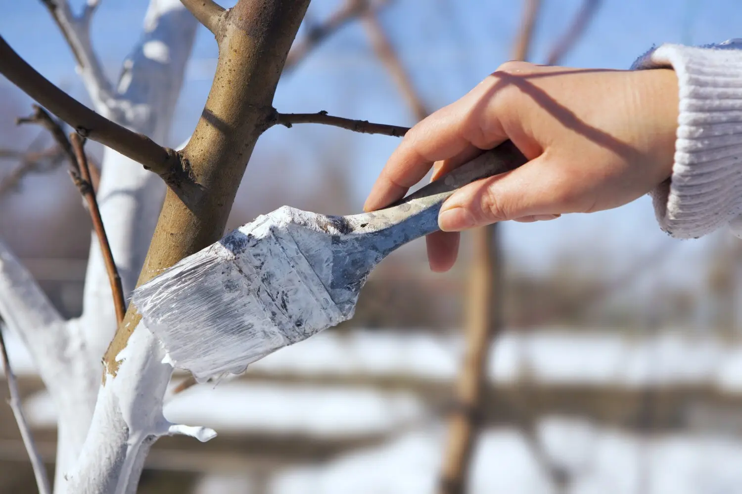 When to whitewash fruit tree trunks