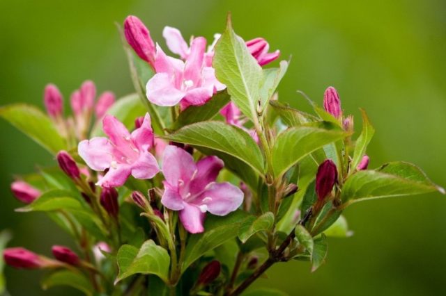 When weigela blooms: timing, duration