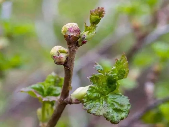 When you need to pour boiling water over currants and gooseberries in spring: goals, deadlines, rules