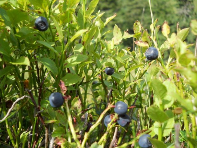 Where and how blueberries grow