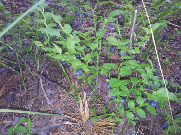 Where and how blueberries grow