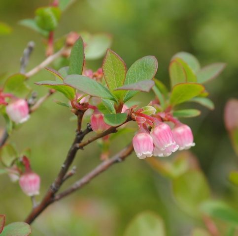 Where and how blueberries grow