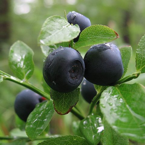 Where and how blueberries grow