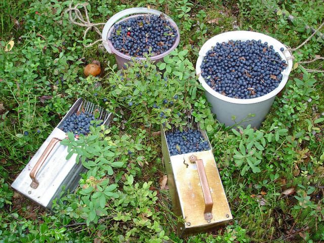 Where and how blueberries grow